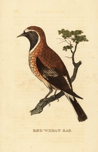 Traquet oreillard, Oenanthe hispanica stapazina - George (after) Edwards