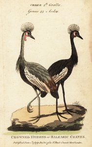 Grue couronnée noire, Balearica pavonina - George (after) Edwards