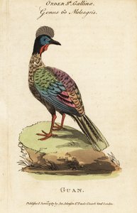 Guan à crête, Penelope purpurascens