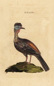 Guan à crête, Penelope purpurascens - George (after) Edwards