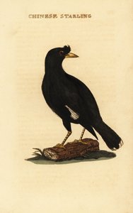 Martin huppé, Acridotheres cristatellus - George (after) Edwards