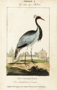 Demoiselle ou grue numidienne, Grus virgo - George (after) Edwards