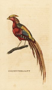 Faisan doré, Chrysolophus pictus