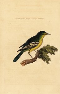 Gobemouche à dos vert, Ficedula elisae - George (after) Edwards