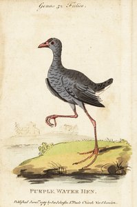 Talève sultane, Porphyrio poliocephalus - George (after) Edwards
