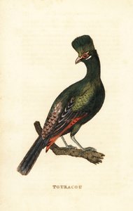 Touraco de Guinée ou touraco vert, Tauraco persa - George (after) Edwards