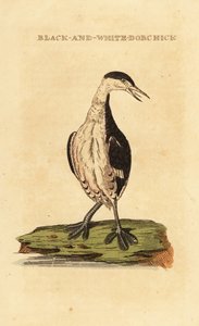 Grèbe esclavon, jeune, Podiceps auritus - George (after) Edwards