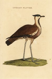 Vanneau huppé, Vanellus vanellus - George (after) Edwards