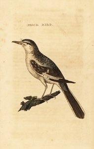 Moqueur polyglotte, Mimus polyglottos