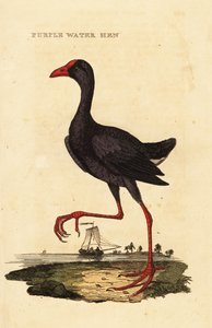 Talève sultane, Porphyrio porphyrio - George (after) Edwards