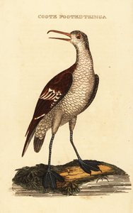 Phalarope à bec étroit, Phalaropus lobatus - George (after) Edwards