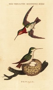 Colibri à gorge rubis, Archilochus colubris