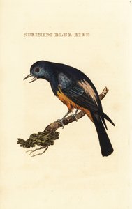 Tangara à poitrine argentée, Tangara velia - George (after) Edwards