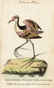 Jacana noir, Jacana jacana - George (after) Edwards