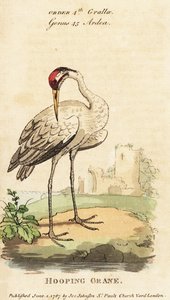 Grue blanche, Grus americana - George (after) Edwards