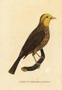 Gros-bec jaune, Pheucticus chrysopeplus - George (after) Edwards