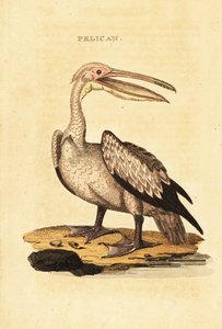 Grand pélican blanc, Pelecanus onocrotalus