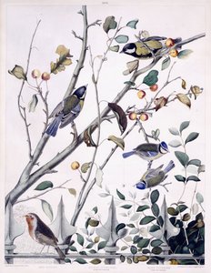 Rouge-gorge, Mésange charbonnière (mâle et femelle) et Mésange bleue (mâle et femelle), c.1841 - George (after) Shield