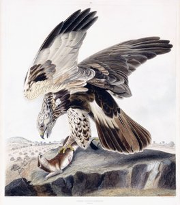 Buse Pattue (Femelle), c.1841 (gravure coloriée à la main) - George (after) Shield