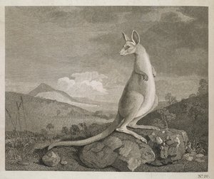 Un animal trouvé sur la côte de la Nouvelle-Hollande appelé Kangourou - George (after) Stubbs
