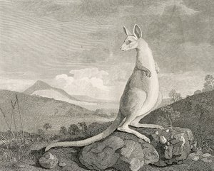 Un animal trouvé sur la côte de la Nouvelle-Hollande, appelé Kangourou, c.1773 (gravure, eau-forte) - George (after) Stubbs