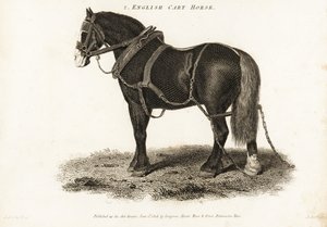Cheval de trait anglais ou Shire - George (after) Stubbs