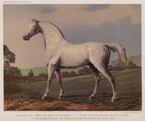 Nambrino, élevé par Lord Grosvenor, en possession du Marquis de Westminster, à Eaton Hall - George (after) Stubbs