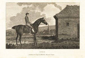 Portrait du cheval de course pur-sang Otho - George (after) Stubbs