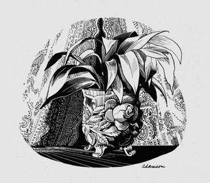 Aspidistra dans un bol