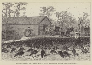 Nourrir des dindes dans une grande ferme de dindes, Washington Hollow, comté de Dutchess