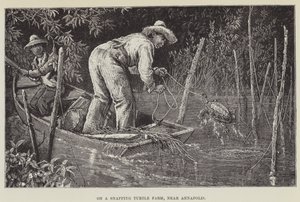 Dans une ferme de tortues serpents, près d