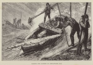 Ramassage des huîtres dans la baie de Chesapeake - George Augustus Sala