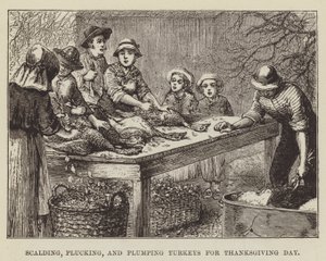 Échaudage, plumage et engraissement des dindes pour Thanksgiving