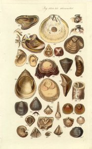 Manuel conchologique, Planche 11. Huîtres et autres coquillages - George B. Sowerby