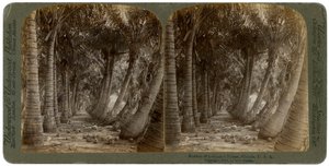 Avenue de palmiers à noix de coco, Floride, USA, 1891 - George Barker