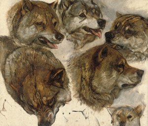 Études de têtes de huskies - George Bouverie Goddard