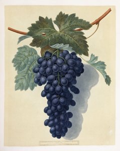 Planche LII (une grappe de raisins violets)