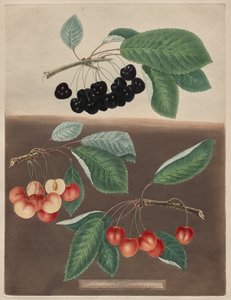 Pomona Britannica : N° 10 - Cerises