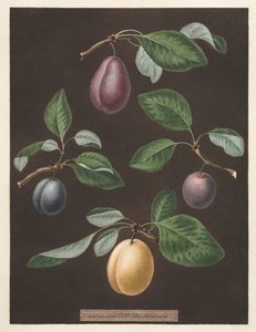 Pomona Britannica: No. 17 - Prunes