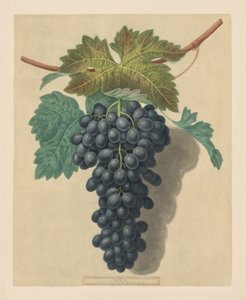 Pomona Britannica : No. 52 - Raisin Black Prince - George Brookshaw