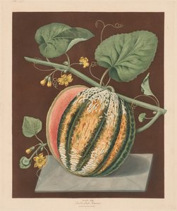 Pomona Britannica : No. 64 - Melon Romana à chair écarlate, 1812 - George Brookshaw