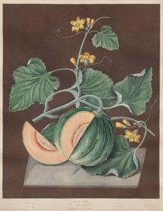 Pomona Britannica : N° 71 - Amicua (Melon) - George Brookshaw