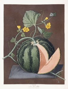 Melon argenté, 1812 - George Brookshaw