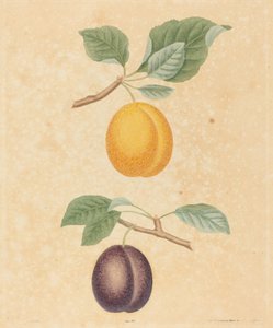 Deux prunes - George Brookshaw