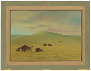Pâturage américain - Prairies de la Platte - George Catlin