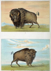 Bison, mâle et femelle, États-Unis. Illustration de George Catlin (1794-1872) - George Catlin