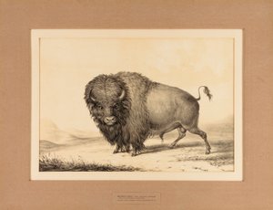 Buffalo Bull--no. 2 - George Catlin