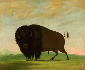 Taureau de bison, broutant dans la prairie - George Catlin