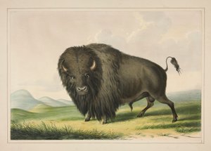 Bison broutant, pl. 2 du Portfolio des Indiens d