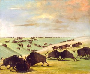 Les Buffalo Bulls se battent pour la saison de course, Upper Missouri - George Catlin